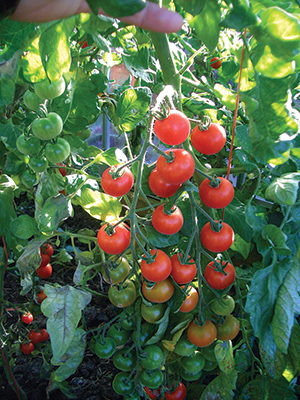 tomatoes for web