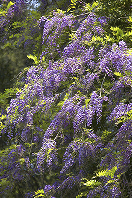 wisteria for web