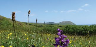 Hay Meadows of Golden Cap