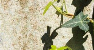 November in the Garden 2011