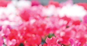 August in the Garden 08/14