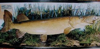 Cased Pike