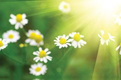 June in the Garden – 2014