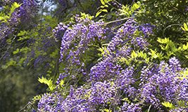 August in the Garden
