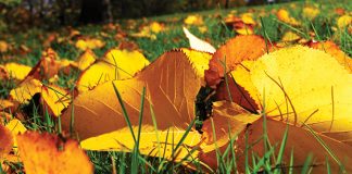 November in the Garden