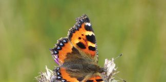 Experiencing Egdon Heath