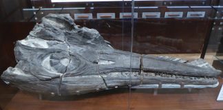 The Lyme Regis Museum