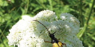 Bachelor’s Buttons meets Granny’s Toenails in the Marshwood Vale