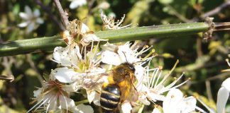 A Songbird makes a Welcome Return to East Devon
