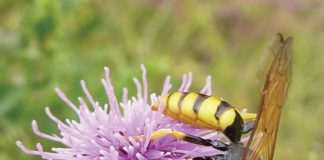 The Maer: One of Exmouth’s Hidden Gems