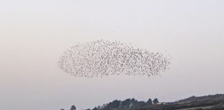 Murmurations and Memories