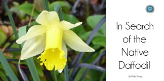 In Search of the Native Daffodil by Philip Strange