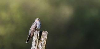 Cuckoo Chorus