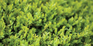 August in the Garden