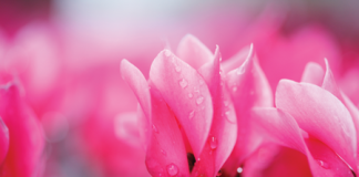 September in the Garden