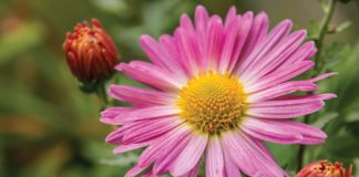 October in the Garden