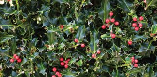 December in the Garden