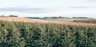 January in the Garden