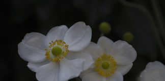February in the Garden