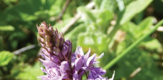 An early summer’s day at Powerstock Common