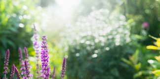 August in the Garden