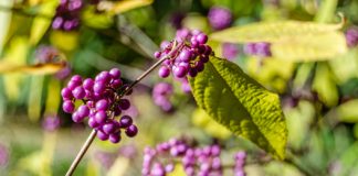 September in the Garden
