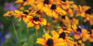 October in the Garden