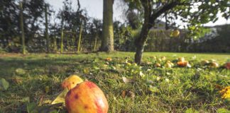 November in the Garden