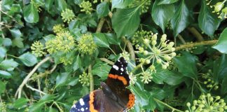 The Holly and the Ivy