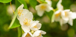 December in the Garden