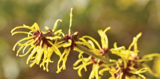 January in the Garden