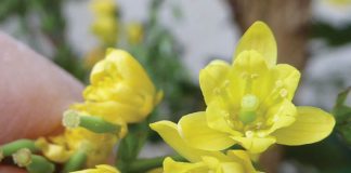 Mahonia: A shrub for Winter colour and so much more