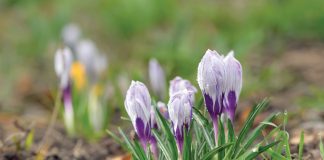 February in the Garden