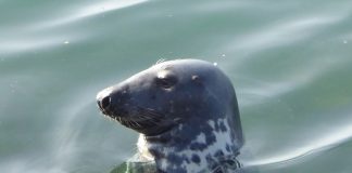 Sighting Seals along the Dorset, Devon Coast