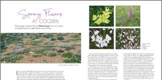 Spring Flowers at Cogden Beach