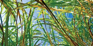 September in the Garden