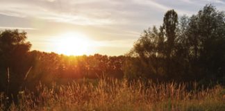 August in the garden