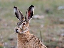 The Magic and Myth of Hares