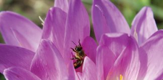 October in the Garden