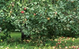 November in the Garden