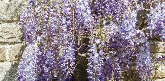 February in the garden