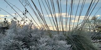 January in the Garden