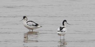 Where there’s mud there’s birds