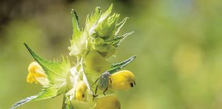 August in the Garden
