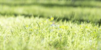 September in the Garden