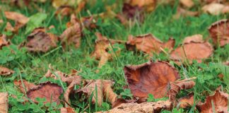 October in the Garden