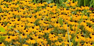 November in the Garden