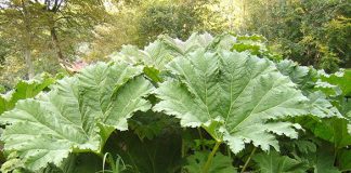 January in the Garden