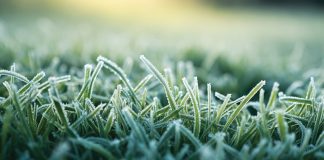 December in the Garden