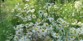 July in the Garden – keeping on top of pests